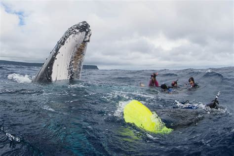 Whale Swims Tonga — Swim with Whales .